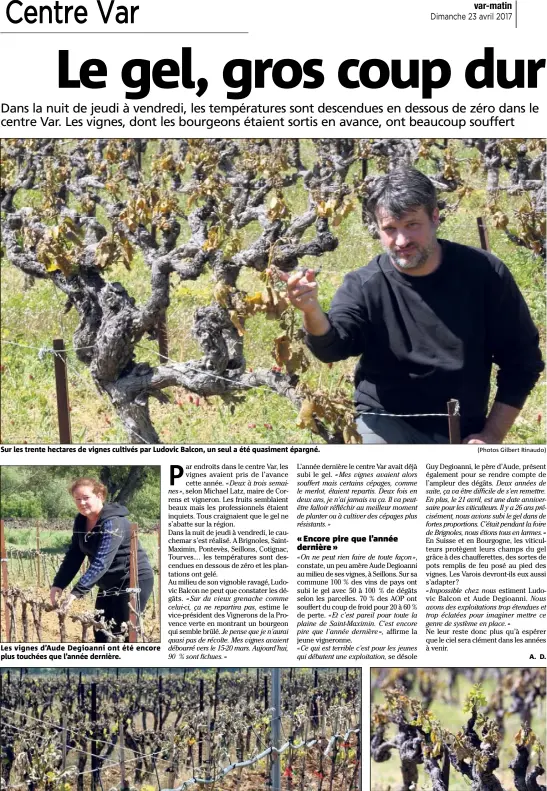  ?? (Photos Gilbert Rinaudo) ?? Sur les trente hectares de vignes cultivés par Ludovic Balcon, un seul a été quasiment épargné. Les vignes d’Aude Degioanni ont été encore plus touchées que l’année dernière.