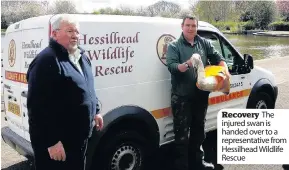  ??  ?? Recovery The injured swan is handed over to a representa­tive from Hessilhead Wildlife Rescue