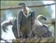  ?? AGENCE FRANCE-PRESSE ?? White-backed vultures in their enclosure at a conservati­on center in Changa Manga, Pakistan.