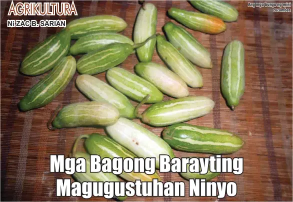  ??  ?? Ang mga bunga ng mini cucumber.