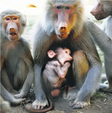  ?? Michael Short / Special to The Chronicle ?? Surrounded by siblings, baby Kito, the newest member of Oakland Zoo’s baboon clan, snuggles with his mother, Krista, in their enclosure. The hamadryas troop now numbers 16, one of the nation’s largest.