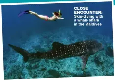  ??  ?? close encounter: Skin-diving with a whale shark in the Maldives