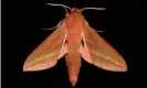  ?? Photograph: Getty ?? An elephant hawk-moth. Simon Rushall argues that successful conservati­on is ‘not helped by well-meaning anthropomo­rphism’.