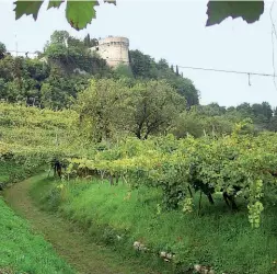  ?? Vigna urbana ?? Il vigneto della Pusterla ai piedi del Castello di Brescia