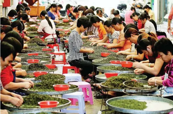  ?? — EPA ?? Their special-tea: Women processing Oolong tea leaves in a wholesale market in Anxi county, southeast China’s Fujian province. Anxi is said to be the most important Oolong tea producer and the birthplace of Ti Kuan Yin, a popular variety of the...