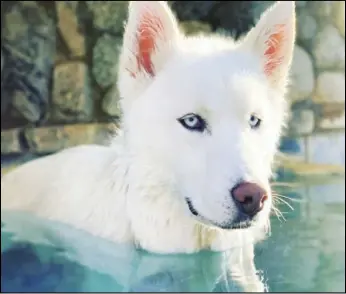  ?? PHOTO COURTESY MICHAEL AND SUSETTE BOGGS ?? Acton’s own Polar, a four-year-old Siberian Husky adopted from the Palmdale Animal Care Center, is in the quarterfin­al round of the America’s Favorite Pet contest.