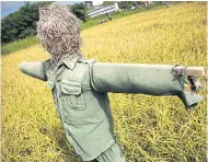  ?? PANUPONG CHANGCHAI ?? A scarecrow guards a rice field at a Bangkok agricultur­al centre. Several countries are rushing to buy Thai rice out of drought concerns.