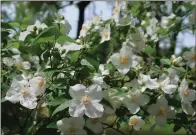  ?? (Special to the Democrat-Gazette/Janet B. Carson) ?? A mass of blooms in April, this mock orange grows in full sun.