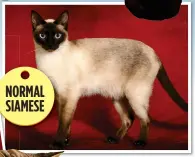  ??  ?? NORMAL SIAMESE
‘UnnatUraL’: Two of the trendy Munchkin cats and their full-size relatives