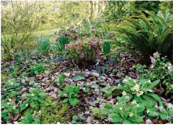  ??  ?? En cette fin d’hiver, les sous-bois du jardin Le Vasterival sont tapissés de merveilleu­ses plantes comme des perce-neige, des hellébores, etc. Tout cela est à découvrir ce samedi 25 janvier (photo : Didier Willery/Le Vasterival).