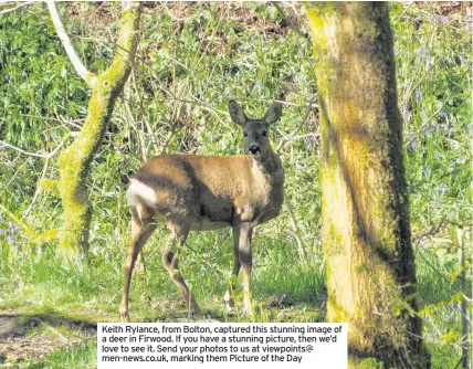  ??  ?? Keith Rylance, from Bolton, captured this stunning image of a deer in Firwood. If you have a stunning picture, then we’d love to see it. Send your photos to us at viewpoints@ men-news.co.uk, marking them Picture of the Day