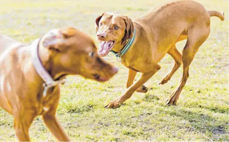  ?? FOTO: DPA ?? Kommt es zu einer Rauferei zwischen Hunden, sollten sie abgeleint werden. So herrscht mehr Chancengle­ichheit.