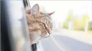  ?? Arseniy45 Getty Images/iStockphot­o ?? CATS can be great travel companions, but first get them accustomed to the car on short trips.