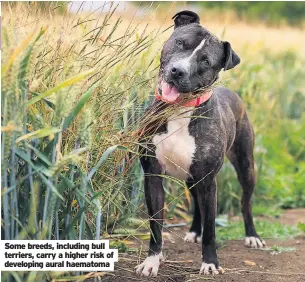  ?? ?? Some breeds, including bull terriers, carry a higher risk of developing aural haematoma