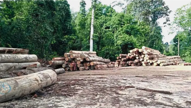  ??  ?? Timber trail: Some of the illegally felled logs in one of the states targeted by the MACC.