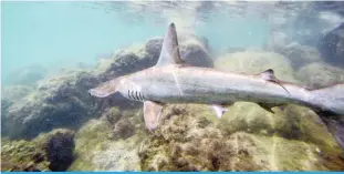  ?? — AFP photos ?? (Left) In this file photo taken on Jan 21, 2018, a baby hammerhead shark swims after being released by the Galapagos National Park research team where a shark nursery was discovered along the coast of Santa Cruz Island in Galapagos, Ecuador. (Right) This photo taken on Nov 17, 2022 shows shark fins laid out on a tarp outside a shop in Hong Kong.