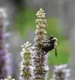  ?? WillWaldro­n / Albany Times Union ?? A carpenter bee rests on a patch of anise hyssop.