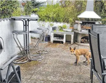  ?? FOTO: RUDI KECK ?? Ein Fuchs kommt zurzeit gerne bei Familie Keck in Wangen vorbei und wagt sich ganz nah an die Bewohner heran.