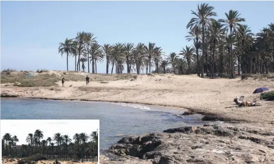  ?? Fotos: Ángel García ?? Vorbei mit Schäferstü­ndchen am Palmeral: Die „Wölfe“kommen...