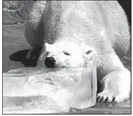  ??  ?? Arki, the polar bear at the Little Rock Zoo, cools off with a block of ice. If you try this, put down some towels first.