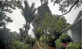  ??  ?? Nikau palms for tufted towers by the front of the house.