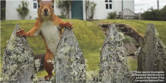  ??  ?? A red squirrel investigat­es photograph­er Neil McIntyre’s garden in the heart of the Cairngorms National Park.