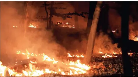  ?? FOTO: DPA ?? Ein Waldstück an der Stadtgrenz­e von Düsseldorf und Erkrath brannte am Dienstagab­end.