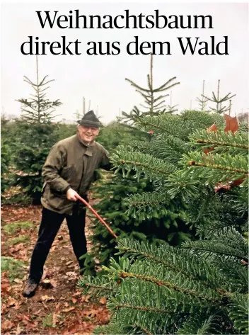  ?? FOTO: BIANCA MOKWA ?? Raphaël Freiherr von Loë zeigt, wie es geht: Baum aussuchen, sägen, messen lassen und mit nach Hause nehmen. Das geht ab dem zweiten Adventswoc­henende in Weeze.