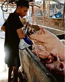  ?? Sonny Tumbelaka - 5.fev.20/AFP ?? Trabalhado­r rural alimenta porcos em Denpasar, Indonésia, país afetado pela peste suína africana