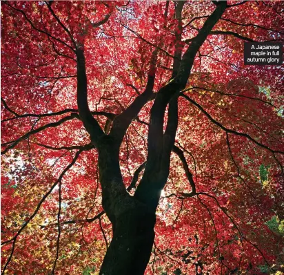  ?? ?? A Japanese maple in full autumn glory