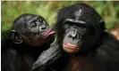  ?? ?? Bonobo apes grooming. Apes are known to use gestures to communicat­e goals such as ‘groom me’, ‘give me that food’ and ‘let’s have sex’. Photograph: Finbarr O’Reilly/Reuters