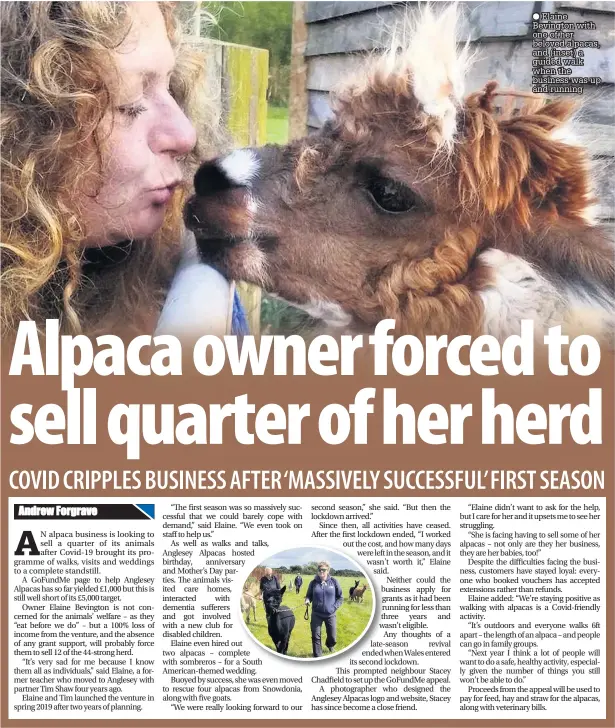  ??  ?? Elaine Bevington with one of her beloved alpacas, and (inset) a guided walk when the business was up and running