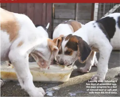  ??  ?? Lapping it up: following a few days of scrambled egg, the pups progress to a diet of minced beef or calf, and
milk from the local dairy