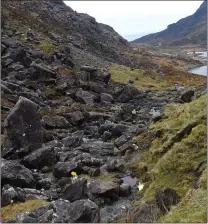  ?? Photo by Michelle Cooper Galvin ?? Flowers create a poignant image at the site where Rosalyn Joy Few and Normand Larose died on the Gap of Dunloe Road on Monday.