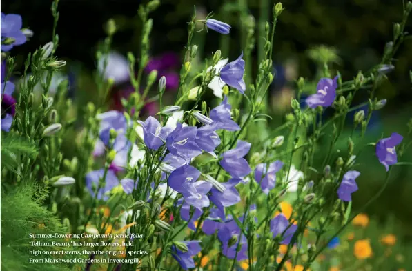  ??  ?? Summer-flowering Campanula persicifol­ia ‘Telham Beauty’ has larger flowers, held high on erect stems, than the original species. From Marshwood Gardens in Invercargi­ll.