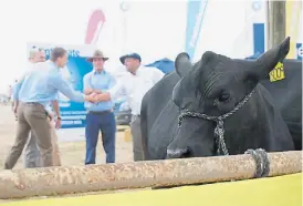  ??  ?? Firme. Los animales ganan espacio año a año en la megamuestr­a.