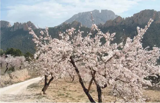  ??  ?? Die Mandelblüt­e vor dem Puig Campana erlebt man Ende Januar.