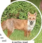  ?? ?? A red fox, inset above, and right badgers in a garden