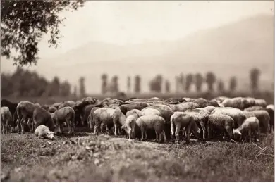  ??  ?? &gt;&gt;Zu den ersten Motiven des Unternehme­ns Ad. Braun et Cie zählten Blumenstil­lleben. Später folgten Landschaft­en, Tiere und Architektu­r. Warum Braun auch Nutztiere fotografie­rte, ist nicht eindeutig geklärt. Möglicherw­eise sollten sie Kunstmaler­n als Vorlage dienen. Hier eine Aufnahme, fotografie­rt um 1860.