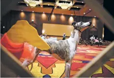  ?? GABRIELA CAMPOS THE NEW MEXICAN ?? LEFT: Hazel, a notquite 2-year-old whippet, stands next to Tracy Hite, Hazel’s owner, handler and breeder Tuesday. Hazel received top honors in the Futurity conformati­on competitio­n.