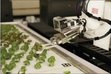  ?? ERIC RISBERG — THE ASSOCIATED PRESS ?? A robotic arm lifts plants being grown at Iron Ox, a robotic indoor farm, in San Carlos At the indoor farm, robot farmers that roll maneuver through a suburban warehouse tending to rows of leafy, colorful vegetables that will soon be filling salad bowls in restaurant­s and eventually may be in supermarke­t produce aisles, too.