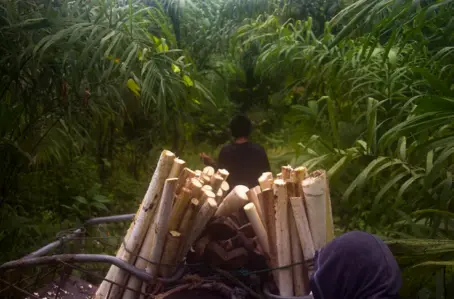  ??  ?? Elsa Pastrana y su hijo avanzan con una primera carga de palmito cortado en la finca Choibá, Mashpi.