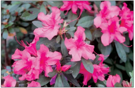  ??  ?? Flower size, color and shape vary greatly among the many cultivars of azaleas; some types lose their leaves in the winter and others stay green.