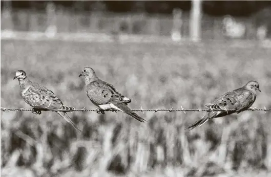  ?? Staff file photo ?? The mourning dove season in Texas — a gateway to other hunting forms — opens Tuesday in the North and Central zones and Sept. 14 in the South Zone.