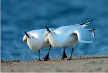  ?? PHOTO: JORDAN KAPELLY/STUFF ?? Two black-billed gulls on a beach. Don’t mistake them for their red-billed counterpar­ts.