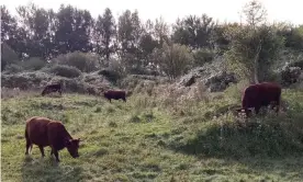  ?? ?? The rangers will manage the first wild bison to roam in the UK for thousands of years. Photograph: Tom Gibbs and Donovan Wright