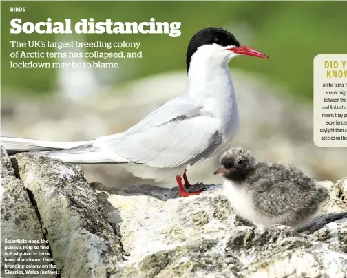  ??  ?? Scientists need the public’s help to find out why Arctic terns have abandoned their breeding colony on the Skerries, Wales ( below).