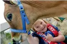  ??  ?? Bailey Bennett, 5, of Grove Burn, with her jersey calf Tinkerbell in 2011; and Murray, of Invercargi­ll, grooms Sir Roco. NICOLE JOHNSTONE/STUFF