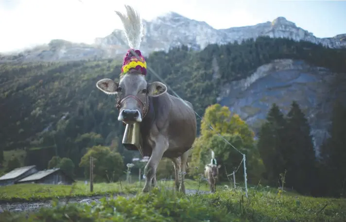  ?? ?? Cattle are driven from the "Niederseea­lp" to the valley floor after spending the summer in the mountains, pictured yesterday, in Naefels, Switzerlan­d. Photo: AP