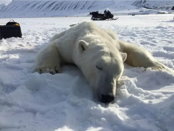  ?? (EPA) (Reuters) ?? Polar bears are a protected species and shooting them is allowed only for self-defence and as a last resort. This three-year-old bear was immobilise­d with a sedative